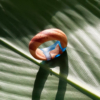 Anillo-Madera-Resina-Uniforme-1